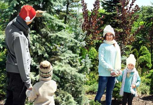 10 Best Christmas Tree Farms in Texas!