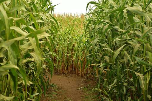 The 10 Best Corn Mazes in Texas!