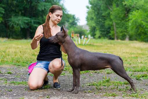 10 Best Dog Trainers in Texas!