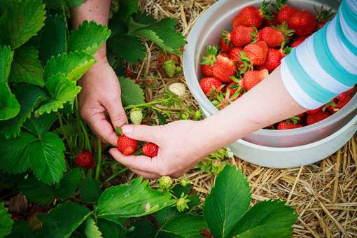 7 Best Places to Pick Strawberries in Texas!
