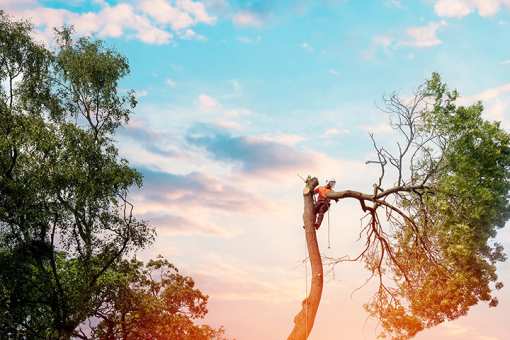 10 Best Tree Services in Texas!