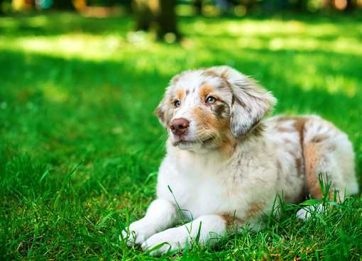 10 Best Dog Kennels in Utah!
