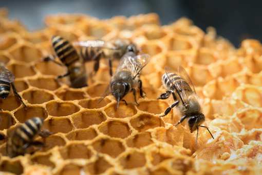 5 Best Honey Farms and Apiaries in Utah!