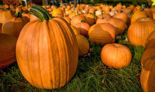 The 9 Best Pumpkin Picking Spots in Utah!
