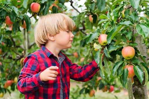 The 10 Best Apple Picking Spots in Virginia!