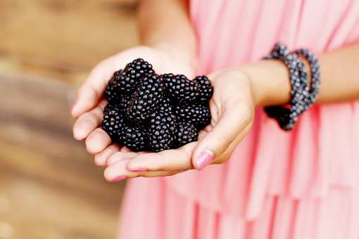 5 Best Blackberry Picking Farms in Virginia!