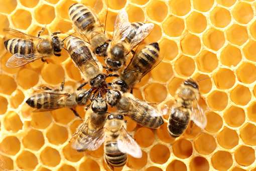 7 Best Honey Farms and Apiaries in Virginia!