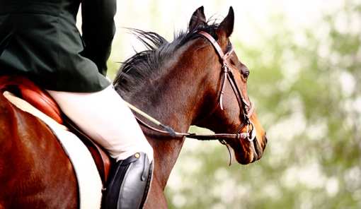 10 Best Horseback Riding Services in Virginia!