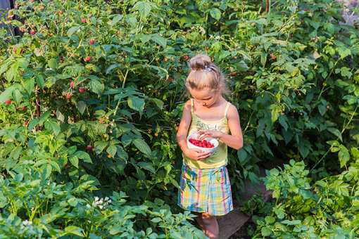 Best Places to Pick Raspberries in Virginia!