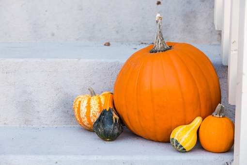 The 9 Best Pumpkin Picking Spots in Vermont!