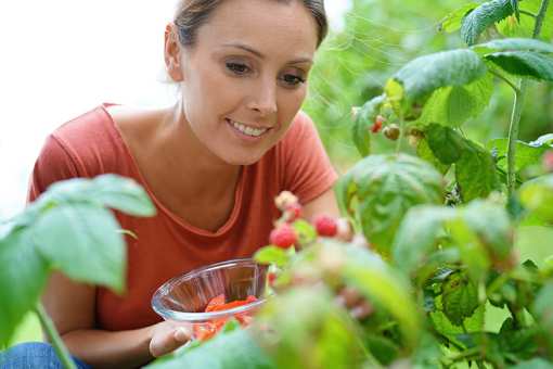5 Best Places to Pick Raspberries in Vermont!
