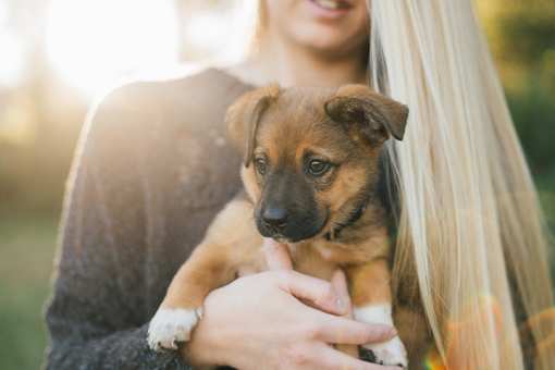 10 Best Animal Shelters & Pet Rescues in Washington!