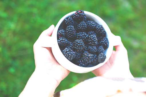 8 Best Blackberry Picking Farms in Washington!