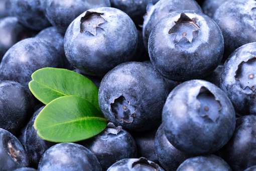 10 Best Places to Pick Blueberries in Washington!