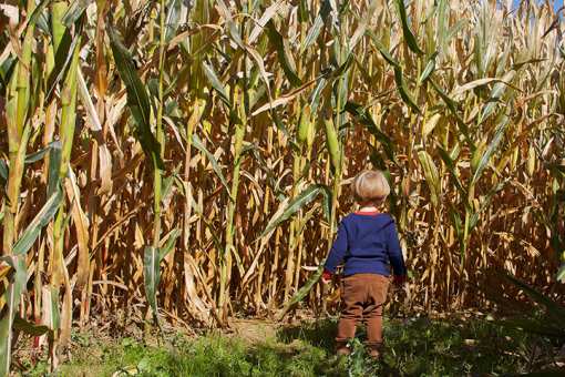The 10 Best Corn Mazes in Washington State!