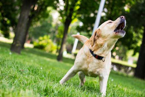 10 Best Dog Parks in Washington!