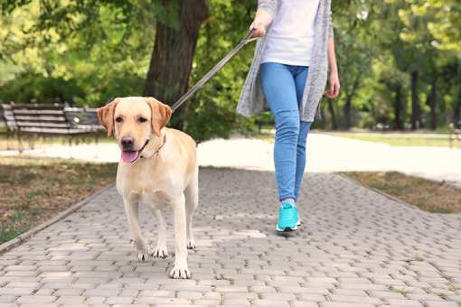5 Best Dog Walking Services in Washington!