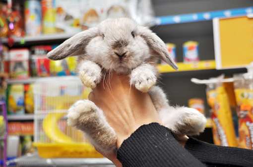 The 9 Best Pet Stores in Washington!