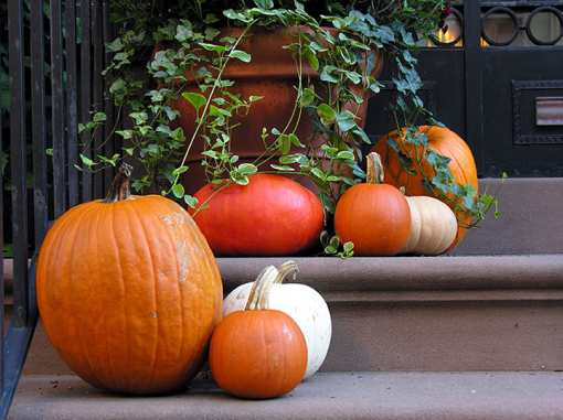 The 10 Best Pumpkin Picking Spots in Washington!