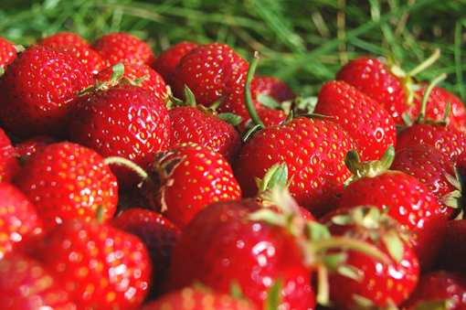 7 Best Places to Pick Strawberries in Washington!