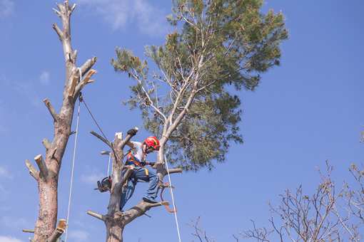 10 Best Tree Services in Washington!