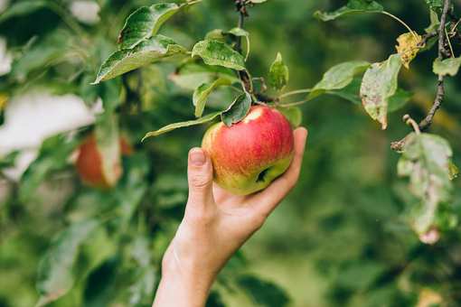 The 9 Best Apple Picking Spots in Wisconsin!