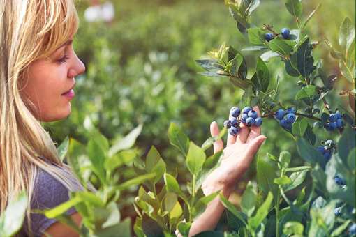 10 Best Places to Pick Blueberries in Wisconsin!