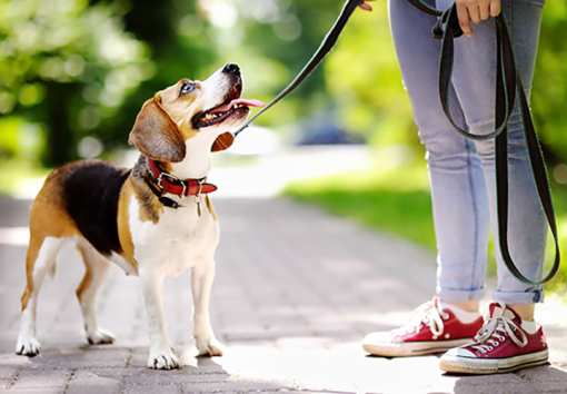 10 Best Dog Trainers in Wisconsin!