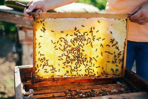 8 Best Honey Farms and Apiaries in Wisconsin!
