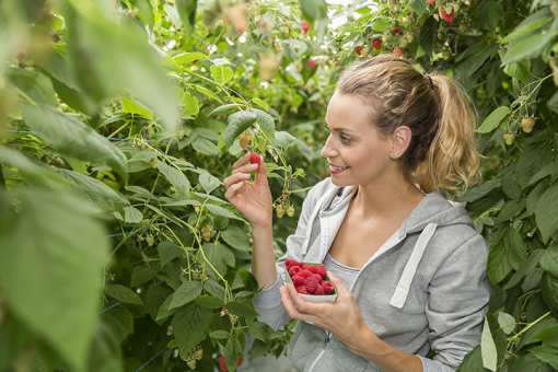 Best Places to Pick Raspberries in Wisconsin!