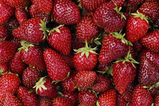 9 Best Places to Pick Strawberries in Wisconsin!