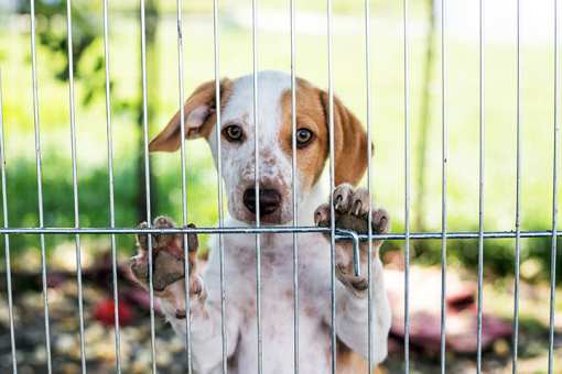 10 Best Animal Shelters & Pet Rescues in West Virginia!
