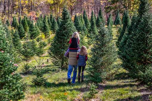 The 6 Best Christmas Tree Farms in West Virginia!