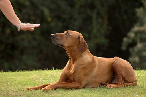 5 Best Dog Trainers in West Virginia!