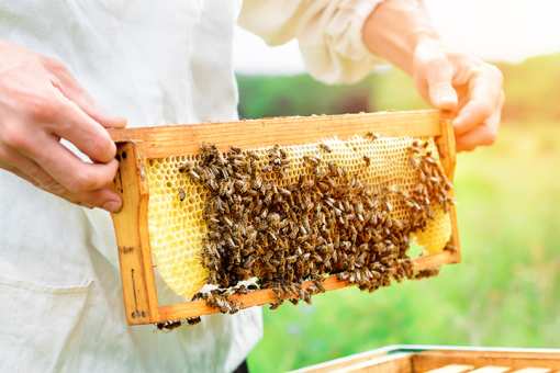 Best Honey Farms and Apiaries in West Virginia!