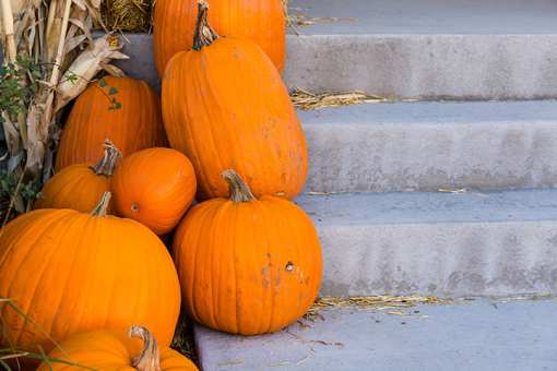 The 8 Best Pumpkin Picking Places in West Virginia!